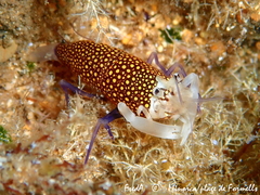Gnathophyllum elegans