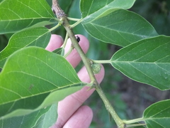 Maclura tricuspidata