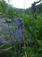 Salvia miltiorrhiza