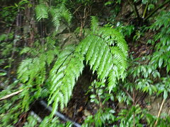 Gymnosphaera podophylla