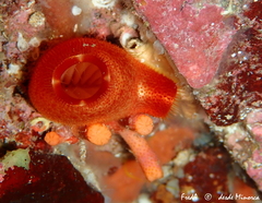 Halocynthia papillosa