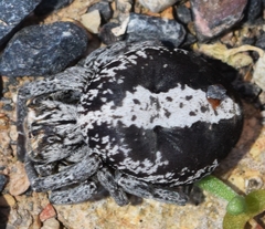 Stegodyphus lineatus