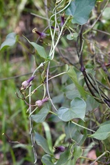 Riocreuxia picta