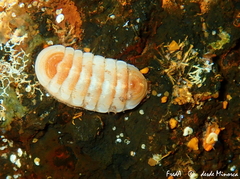 Lepidopleurus cajetanus