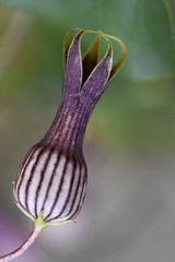 Riocreuxia picta