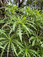 Sonchus congestus