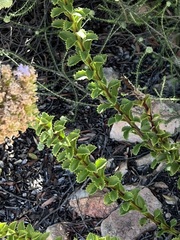 Pseudoselago serrata