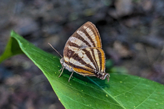 Arawacus aetolus