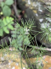 Asparagus sylvicola