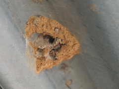 Sceliphron caementarium