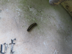 Callimorpha dominula