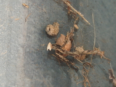 Apterona helicoidella