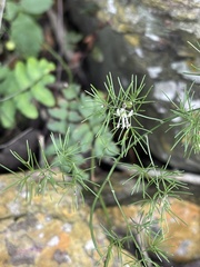 Asparagus sylvicola