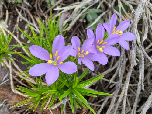 Vellozia minima