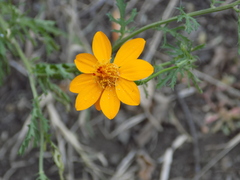 Adenophyllum cancellatum