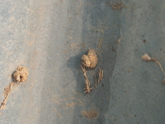 Apterona helicoidella