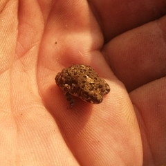 Poyntonophrynus fenoulheti