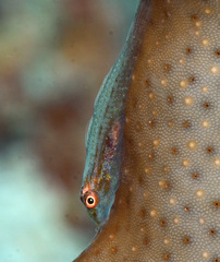 Pleurosicya coerulea