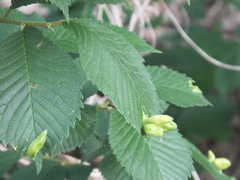 Tetraneura