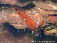 Tripterygion melanurus