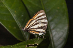 Arawacus aetolus