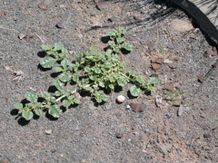 Boerhavia repens