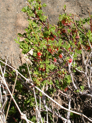 Hermannia fruticulosa