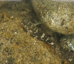 Mauligobius maderensis