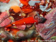 Tripterygion melanurus