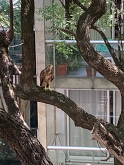 Parabuteo unicinctus