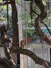 Parabuteo unicinctus