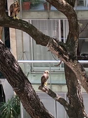 Parabuteo unicinctus