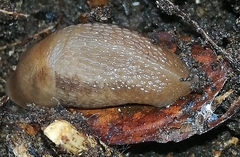 Limax cinereoniger