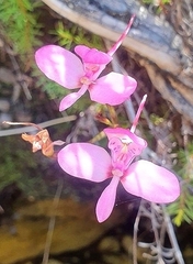 Disa marlothii