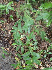Callicarpa formosana formosana