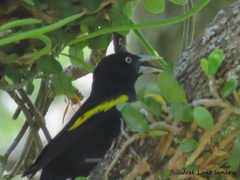 Cacicus chrysopterus