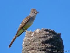 Myiarchus tyrannulus