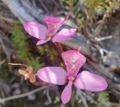 Disa marlothii