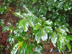 Elaeocarpus japonicus