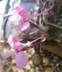 Disa marlothii
