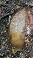 Limax cinereoniger