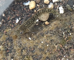 Parablennius parvicornis