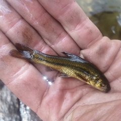 Enteromius motebensis