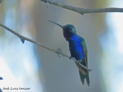 Heliomaster furcifer