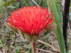 Calliandra dysantha