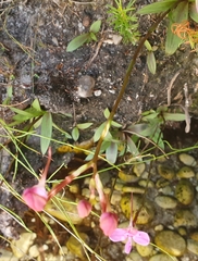 Disa marlothii