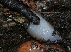 Limax cinereoniger