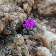 Frithia pulchra
