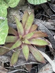 Crassula alba