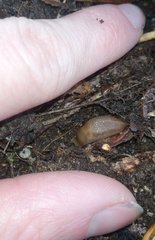 Limax cinereoniger